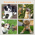 Interactive Dog Toys for Medium Small Breed, Soft Rubber Squeaky Dog Toys for Teething and Training...