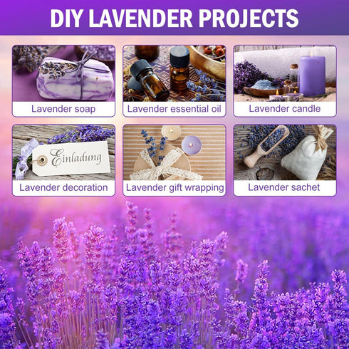 Timoo Dried Lavender Bundles 100 Natural Dried Lavender Flowers for Home Decoration, Photo Props, Home Fragrance, 2 Bundles Pack...