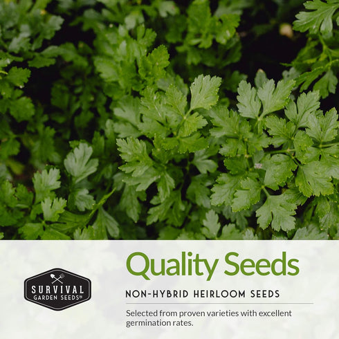 Survival Garden Seeds Popular Herb Collection Seed Vault - Lavender, Spearmint, Basil, Cilantro, Parsley - Non-GMO Heirloom Survival Garden Seeds ...