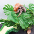 Hermit Crab Climbing Toy, Reptile Plants for Aquarium, Hanging Plastic Simulated Turtle Leaf Plant with Suction Cup, Reptile Tank Habitat Decor Ac...