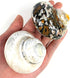 2PC Sarmaticus Turbo & White Pearled Turbo Shell,Hermit Crab Shell,Turbo Shells Hermit Crab Supplies for Decor 2.5"~ 3" Inch...