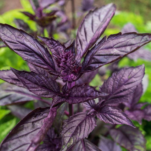 CHUXAY GARDEN Purple Sweet Basil Seed 250 Seeds Ocimum Basilicum Edible Herb Plant Attractive Serrated Pointy Leaves Heirloom Vegetable Great Tast...