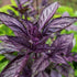 CHUXAY GARDEN Purple Sweet Basil Seed 250 Seeds Ocimum Basilicum Edible Herb Plant Attractive Serrated Pointy Leaves Heirloom Vegetable Great Tast...