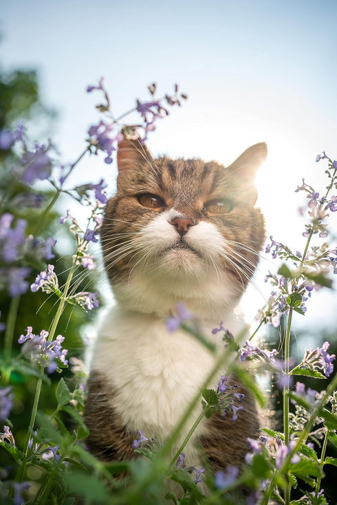 3000 Catnip Seeds for Planting - Nepeta Cataria - Heirloom Non-GMO USA Grown Herb Seeds for Planting...