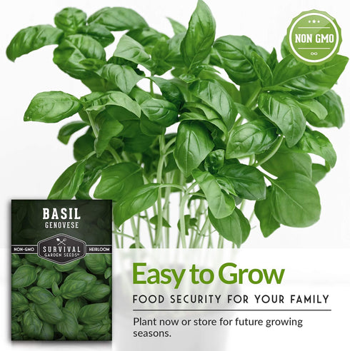 Survival Garden Seeds Popular Herb Collection Seed Vault - Lavender, Spearmint, Basil, Cilantro, Parsley - Non-GMO Heirloom Survival Garden Seeds ...