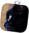 3D Rose Extreme Close-up of Black Cat Pot Holder, 8" x 8"...