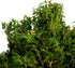 BYHER Artificial Moss Fake Green Grass for Centerpieces Home Kitchen Garden Decor (8OZ, Fresh)...