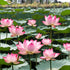 35 Pcs Mix Bowl Lotus Seeds, Water Lilys Flower Plant, Lotus Seeds for Planting Water Features Fresh Garden Seeds Non GMO Indoor and Outdoor...