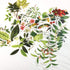 60pcs Laptop Stickers Scrapbook Stickers, Doraking DIY Decorative Green Plants Set Stickers for Laptop,Envelop,Scrapbook,Notebook,Luggage, Glasses...