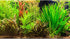 Aquarium Background Aquatic Plant River Bed & Lake Fish Tank Background Undersea Tropical Green Aquatic Plant Terrarium Background Decor Vinyl 24x...