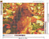 Zimal 5D DIY Diamond Painting Animal Dachshund Dog 100% Cover Round Diamond Embroidery Cross Stitch Paintings by Number 11.8 x 15.8 Inch...