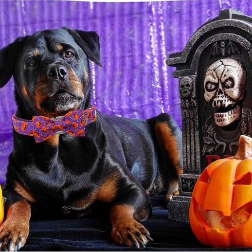 Dog Collar - Halloween Pumpkin Bowtie Dog Collar Gift Soft Bow Collar Pet Adjustable Metal Buckle Dog Collar for Large Dogs...