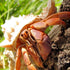 5Pcs Large Hermit Crab Shells, Natural Sea Conch Size: 3"-4.5", Opening Size: 1.5"-3", Turbo Seashells for Hermit Crab Supplies and Beach Decorati...