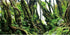 AWERT 24x12 inches Tree Branches Aquarium Background Green Algae Aquarium Background River Bed & Lake Fish Tank Background Vinyl Background...