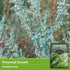 Wormwood Seeds for Planting - 1 Packet with Instructions to Plant and Grow Beneficial Medicinal Herbs in Your Home Herb Garden - Non-GMO Heirloom ...
