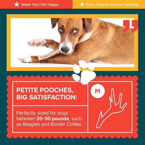 Split Medium Elk Antler for Dogs - Dog Antler Chews for Medium Breeds - Natural, Long-Lasting Treats for Aggressive Chewers - Naturally Shed in US...