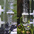 CO2 Diffuser Aquarium Glass Spiral CO2 Atomizer Diffuser Bubble Counter Check with Suction Cup for Aquarium Planted Fish Tank Supply Accessories...