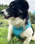 Dog Harness for Small Medium Sized Dog, Puppy Harness and Leash Set Training, Dog Harness and Leash Set, Dog Vest Harness, Dog Harness Small Sized...