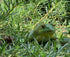 Gemini&Genius Tree Frog Toy Figure for Kids, Realistic Hand Painted Toy Bullfrog Action Figure Play or Display Toy, Animals Educational and Role P...