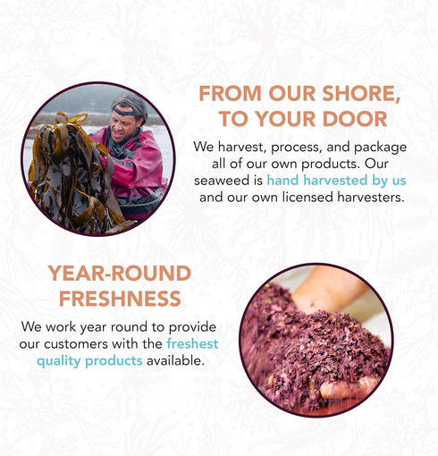 VITAMINSEA Bladderwrack Dried Seaweed | Wild North Atlantic Seaweed for Snacking, Seasoning, Soups & Salads | Rich in Vitamins, Minerals & Antioxi...