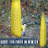 6 Pieces Finch Sock Feeder Finch Feeders without Seeds for Outdoors Hanging Thistle Bird Feeder for Finch Thistle Seed Bird (Yellow, 3.94 x 15.5 I...