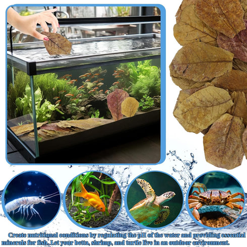 50 Pcs Large Catappa for Fish,5-8 Inch, Indian Almond Leaves Creates Native Environment, Catappa Leaves Beta Fish Leaf for Aquarium Shrimp Tank De...
