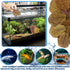 50 Pcs Large Catappa for Fish,5-8 Inch, Indian Almond Leaves Creates Native Environment, Catappa Leaves Beta Fish Leaf for Aquarium Shrimp Tank De...