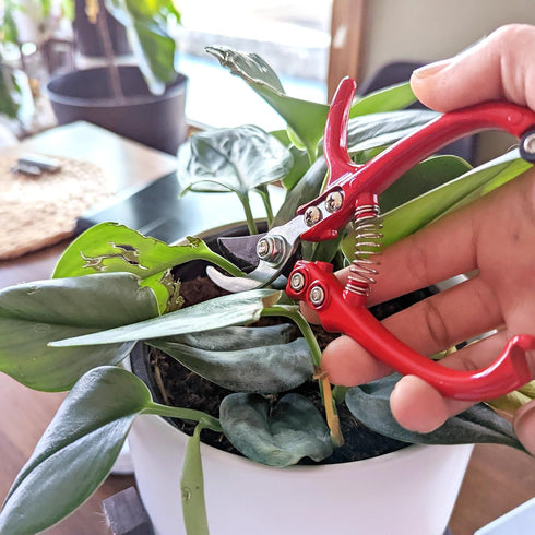 7Penn Garden Pruning Shears - 2pc Straight and Curved Sharp Blade Gardening Hand Tools with Red Ergonomic Grip Handles...