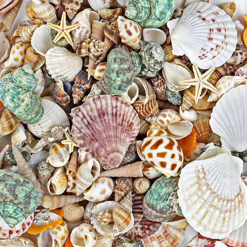 WFPLUS 200+pcs Sea Shells Mixed Ocean Beach Seashells, Various Sizes Natural Seashells Starfish for Fish Tank, Home Decorations, Beach Theme Party...