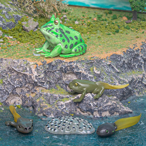 Fantarea Frog Animal Life Cycle Model Figure 5 PCS Horned Frog Growth Model Classroom Accessories Party Decoration Educational Development Toys fo...