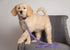 Pets First Collegiate Pet Accessories, Dog Leash, Kansas State Wildcats, Small...