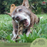 Redbarn Chew-A-Bulls (Size: Medium | Shape: Brush | 12-Count (Pack of 1))...
