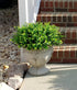 Ouddy Decor 8 Bundles Artificial Greenery Stems Fake Plants Outdoor UV Resistant Faux Plastic Boxwood for Kitchen Office Garden Porch Farmhouse Wi...