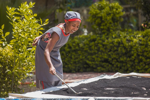 Tikur Azmud | Authentic Nijella Seeds | Imported and Made in Ethiopian | NON GMO and Organic | ??? ???? (2 oz)...