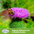 Burdock Seed for Planting - 1 Packet with Instructions to Plant & Grow Burdock Root (GOBO) in Your Home Vegetable Garden - Burdock Plant - Non-GMO...