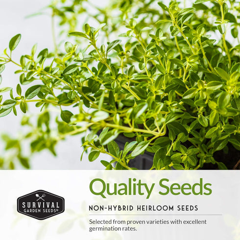 Survival Garden Seeds - Italian Herb Collection Seed Vault - Basil, Oregano, Thyme, Sage, Flat Leaf Parsley - Non-GMO Heirloom Varieties of Culina...