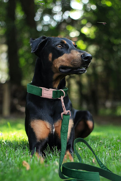 ARING PET Velvet Dog Collar and Leash Set, Soft Dog Collar and Leash, Adjustable Collars for Dogs...