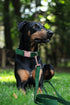 ARING PET Velvet Dog Collar and Leash Set, Soft Dog Collar and Leash, Adjustable Collars for Dogs...
