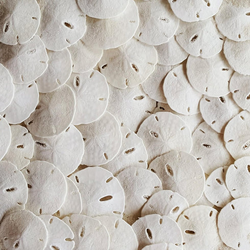 Tumbler Home Small Natural White Sand Dollars 50 pcs - Wedding - Sea Shell Craft 1 1/4" to 1 1/2" - Hand Picked and Professionally Packed...