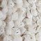 Tumbler Home Small Natural White Sand Dollars 50 pcs - Wedding - Sea Shell Craft 1 1/4" to 1 1/2" - Hand Picked and Professionally Packed...