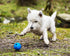 Chuckit! Crunch Ball Dog Toy, Medium (Pack of 2)...