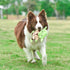Star Wars for Pets Dog Toy Yoda 9 Inch Plush Flattie Dog Toy | Medium Yoda Dog Toy for All Dogs and Every Day Play to Add to Dog Toy Bin| Flat Dog...