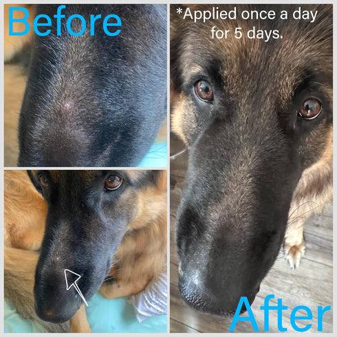 All-Purpose Balm for Cats & Dogs 1.5oz/43gr. With Veterinary Grade Chamomile and Lavender Essential Oils, Soothing Salve Aims to Protect & Allevia...
