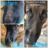 All-Purpose Balm for Cats & Dogs 1.5oz/43gr. With Veterinary Grade Chamomile and Lavender Essential Oils, Soothing Salve Aims to Protect & Allevia...