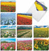The Best Card Company - 20 Landscape Nature Note Cards Blank (4 x 5.12 Inch) (10 Designs, 2 Each) - Super Blooms AM7175OCB-B2x10...
