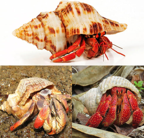 5PCS Extra Large Hermit Crab Shells | Natural Sea Conch Size 3" - 4.7", Opening Size 1.6" - 2.7" | Turbo Seashells for Hermit Crab Supplies and Be...