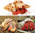 5PCS Extra Large Hermit Crab Shells | Natural Sea Conch Size 3" - 4.7", Opening Size 1.6" - 2.7" | Turbo Seashells for Hermit Crab Supplies and Be...