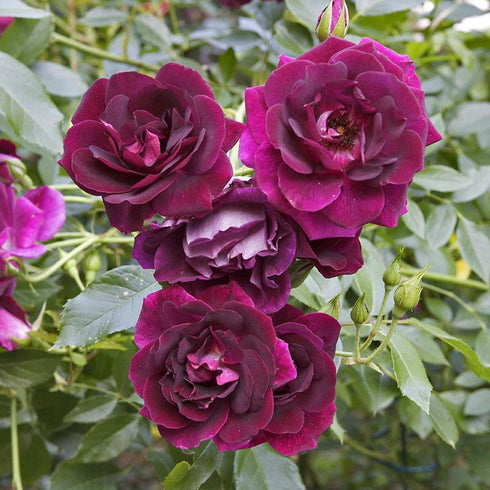 Purple Climbing Rose Seeds Attracts Birds Fragrant Deer Resistant Ornamental Fences Arbors Wall Outdoor 100Pcs Flower Seeds by YEGAOL Garden...