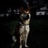 Reflective Dog Collar for Large Dogs Mesh Padded Large Dog Collar, Adjustable Pet Collar with Quick Release Buckle, Durable Breathable &Fade Resis...