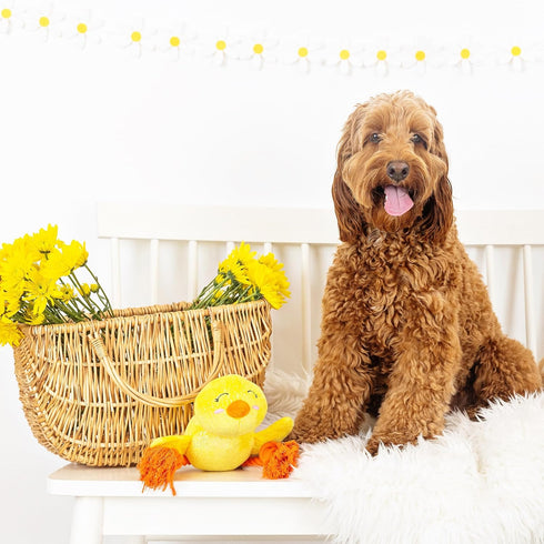 Fringe Studio Plush Dog Toy, Sweet Little Chick, Pet Shop Collection (314137)...